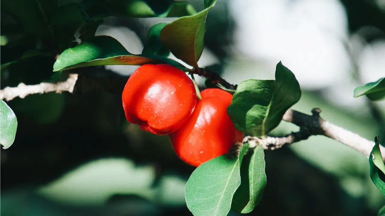 Acerola