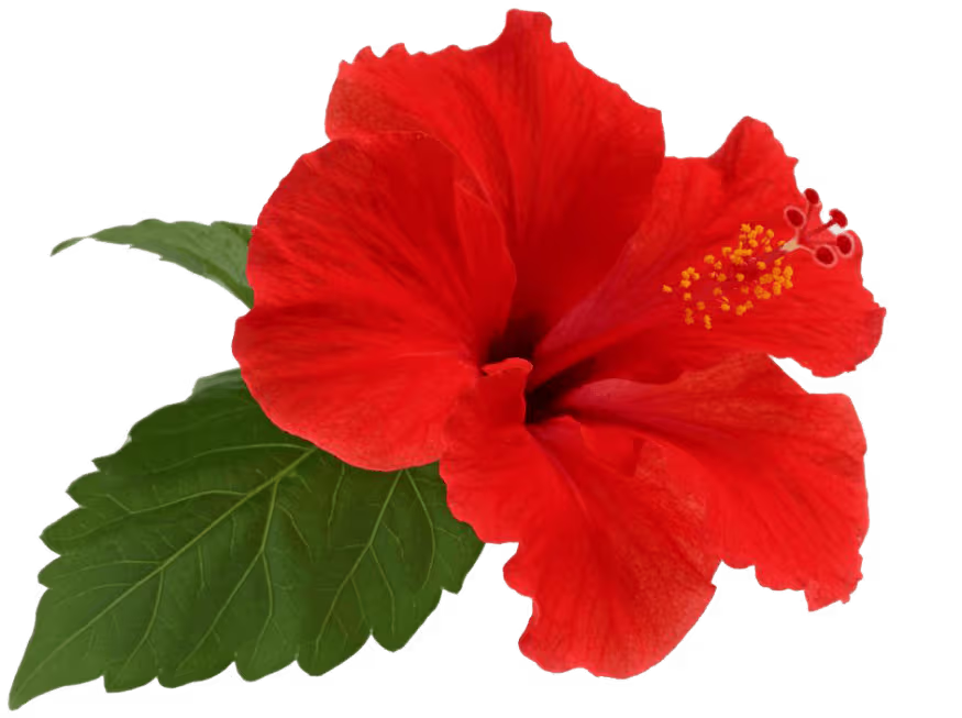 moringa